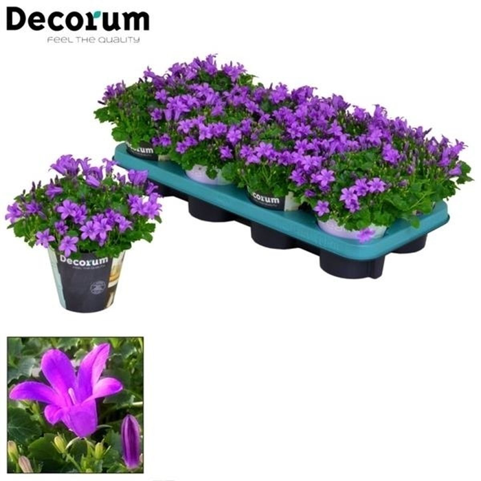 <h4>CAMPANULA PORTO LONGLIFE DECORUM</h4>