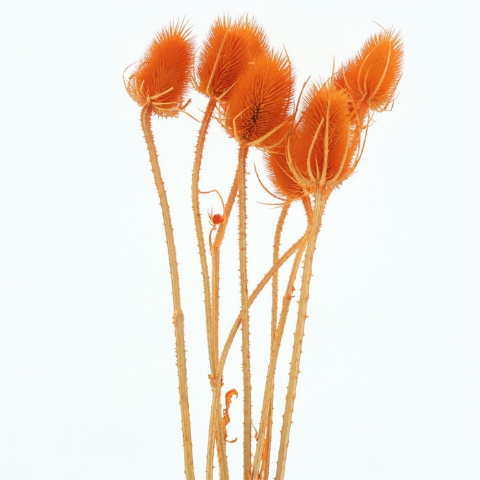 <h4>Dried Echinops Bleached Orange (8st P Bunch)</h4>