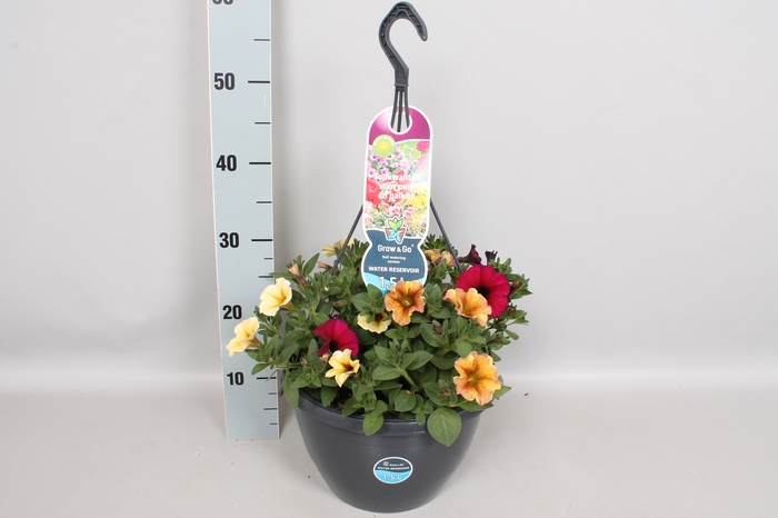 <h4>Hangpotten 27 waterreservoir Petunia Petchoa BeautiCal Mix</h4>