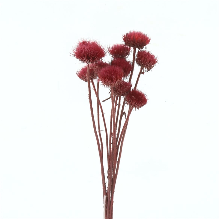 <h4>Dried Kaaps Cerise/red Bs</h4>