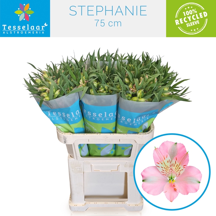 <h4>ALSTR STEPHANIE</h4>
