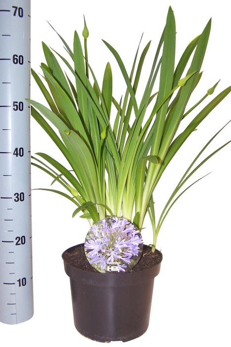 <h4>Agapanthus TR 'Dr. Brouwer'</h4>