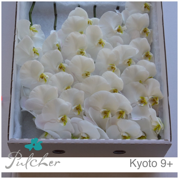 <h4>_Phalaenopsis Kyoto 9+</h4>