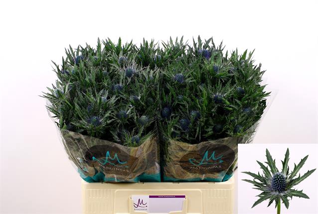 <h4>Eryngium orion questar</h4>