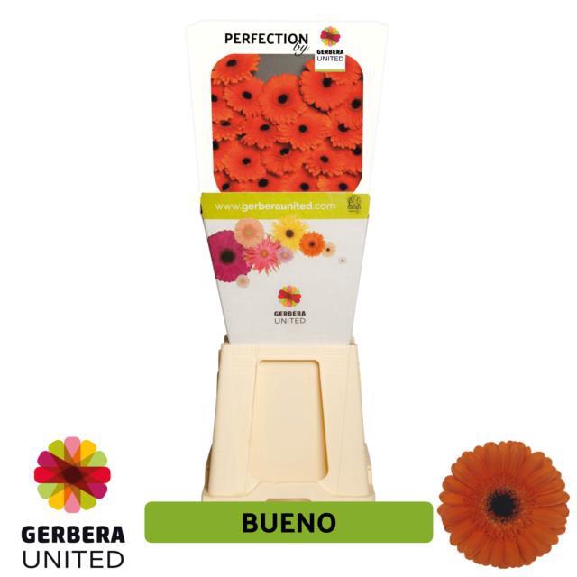 <h4>Germini diamond bueno</h4>