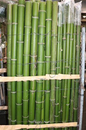<h4>Bamboe 40-60 2meter</h4>
