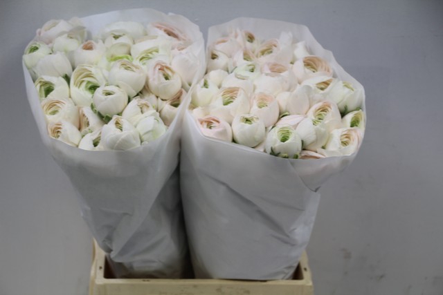 <h4>Ranunculus clooney hanoi</h4>