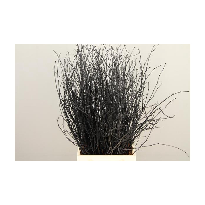 <h4>Betula Bs Paint Black Fst</h4>