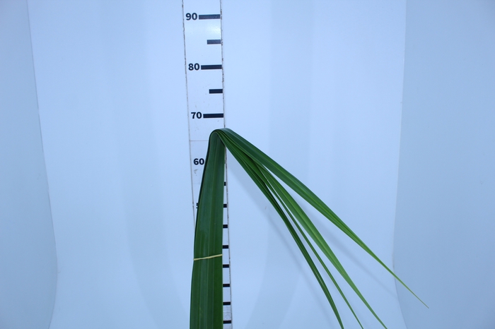 <h4>FOLH PANDANUS</h4>