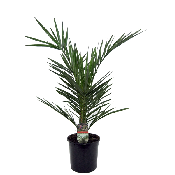 <h4>Phoenix canariensis</h4>