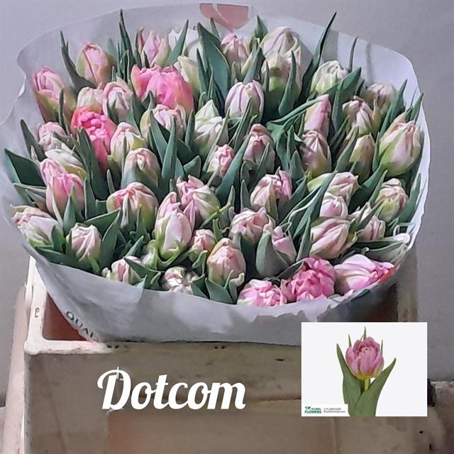 <h4>Tulipa do dotcom</h4>