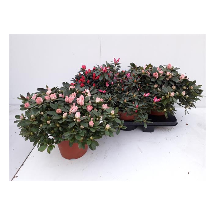 <h4>Rhododendron simsii mix 18Ø 42cm 42Ø</h4>