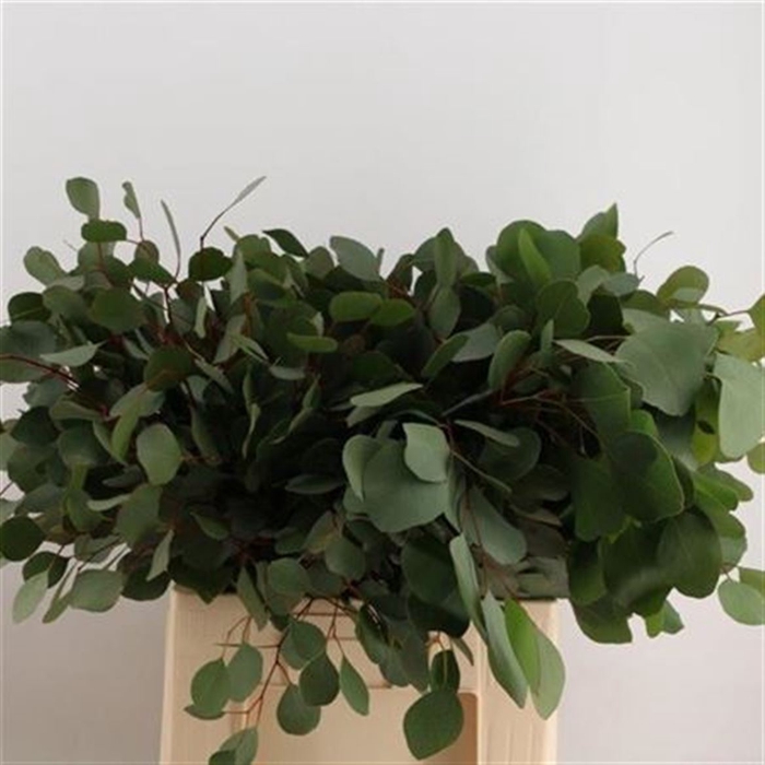 <h4>Euca Za Populus Lang 300 Gr.</h4>