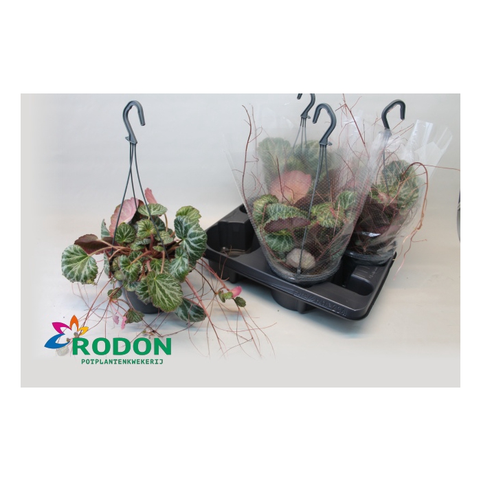 <h4>Saxifraga stolonifera 15Ø 40cm</h4>