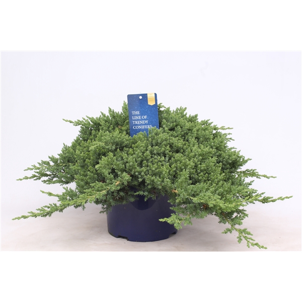 <h4>Juniperus procumbens 'Nana'</h4>