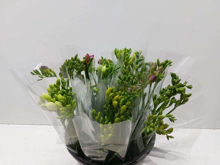 <h4>Mono Freesia ass. x10</h4>