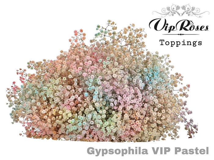<h4>GYPS PA VIP PASTEL MIX</h4>