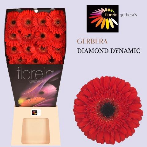 <h4>Gerbera diamond dynamic</h4>