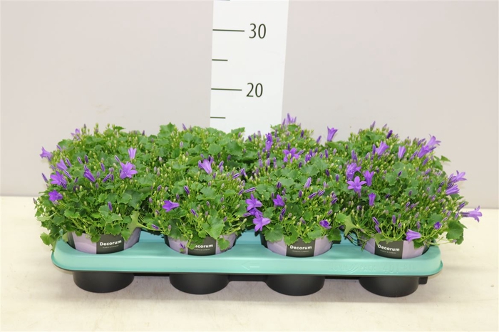 <h4>Campanula Port Porto</h4>