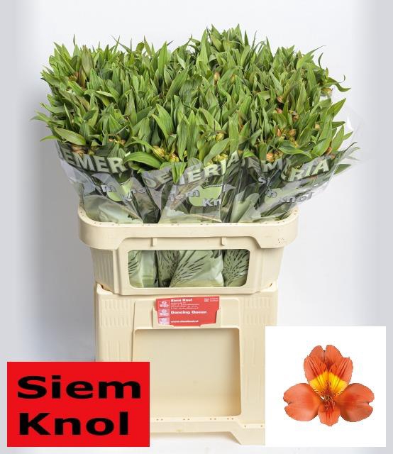 <h4>Alstroemeria dancing queen</h4>