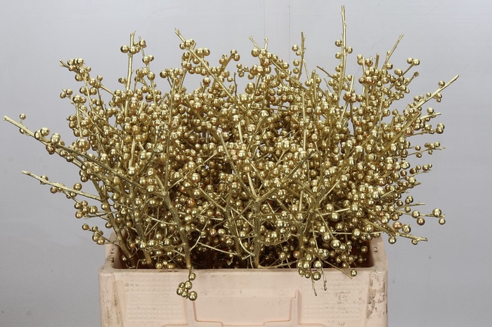 <h4>Ilex paint gold</h4>
