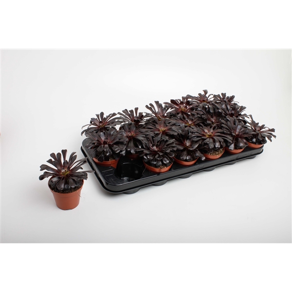 <h4>Aeonium Nigrum</h4>