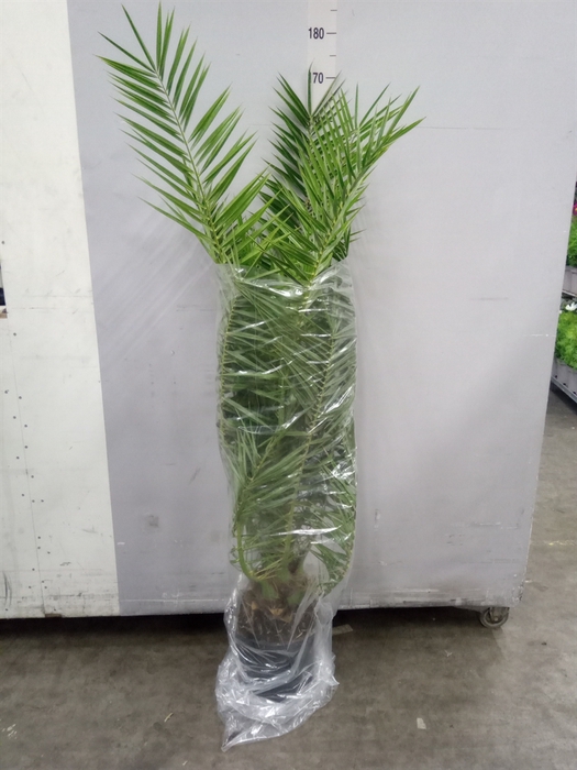 <h4>Phoenix Canariensis</h4>