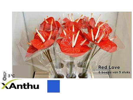 <h4>Anth Aa Red Love</h4>