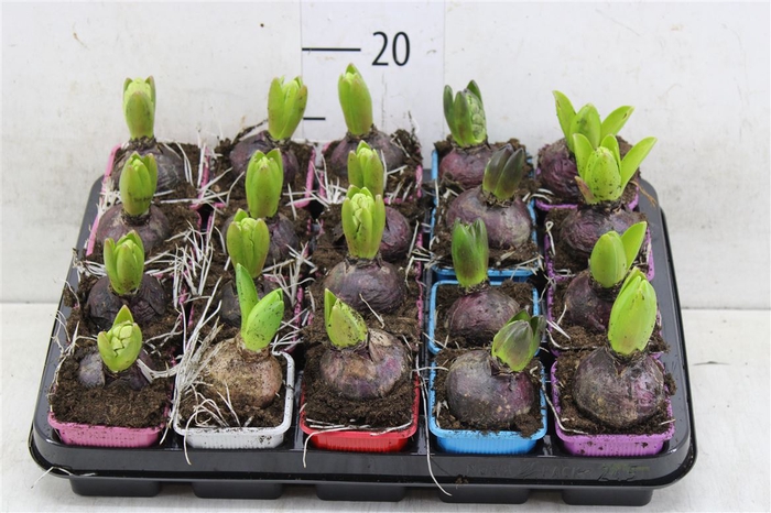 <h4>Hyacinthus Gemengd 1pp</h4>
