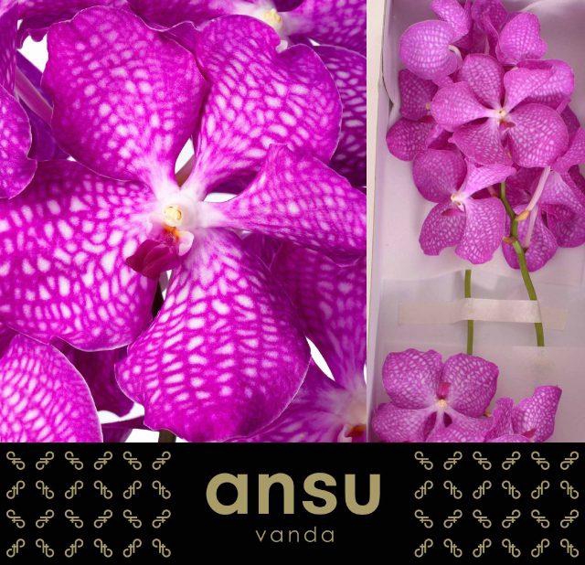 <h4>Vanda kanchana magic pink</h4>
