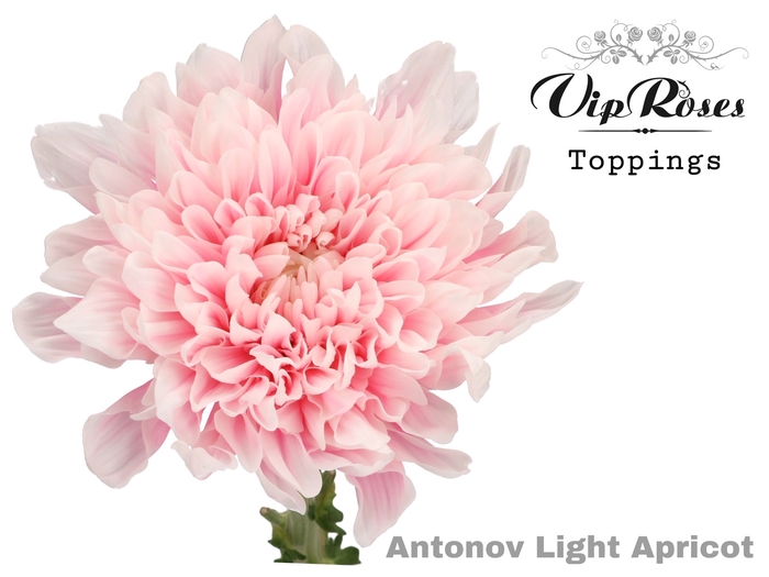 <h4>Chr G Vip Antonov Light Apricot</h4>