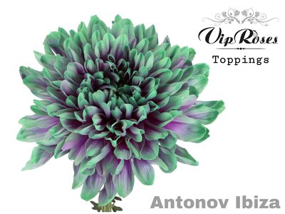<h4>Chrys bl paint antonov ibiza purple-mint</h4>