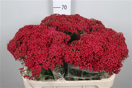 <h4>Achil M Paprika (x25)</h4>