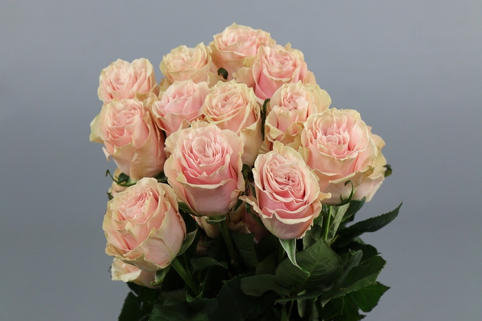 <h4>Rosa ec pink mondial</h4>