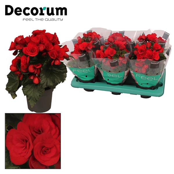 <h4>Begonia ''baladin'' rood 13cm Decorum</h4>