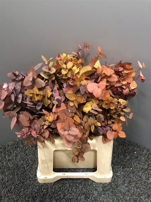 <h4>Stuart Stab Autumn Kort</h4>
