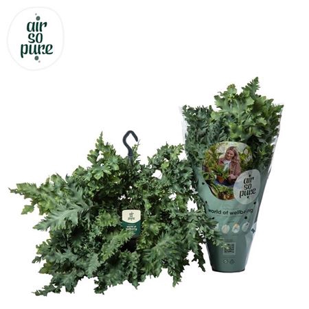 <h4>Phlebodium Davana Hangpot - Air So</h4>