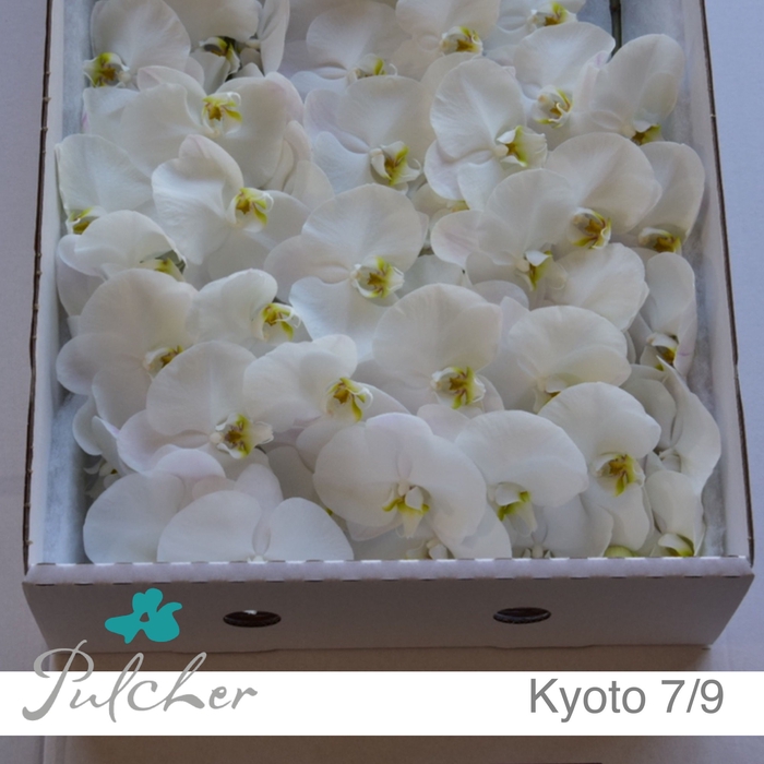 <h4>_Phalaenopsis Kyoto 7/9</h4>