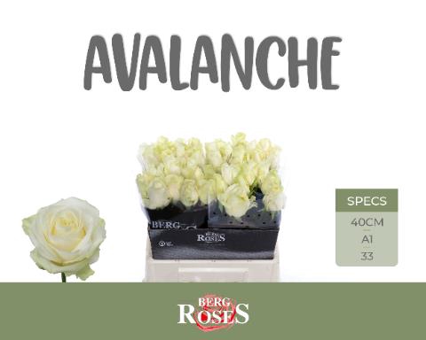 <h4>Rosa la avalanche+</h4>