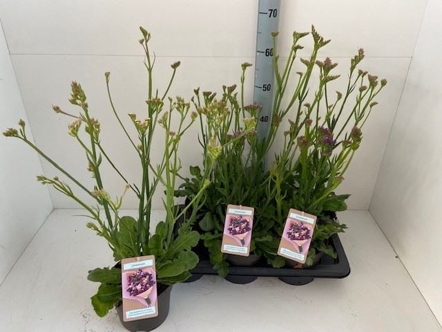 <h4>Limonium Latifolium</h4>