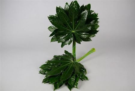 <h4>Aralia 40</h4>