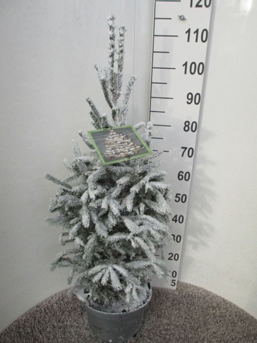 <h4>Picea glauca Super Green</h4>