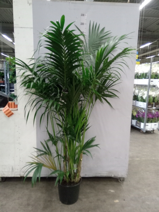 <h4>Howea Forsteriana</h4>