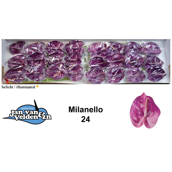 <h4>Milanello 40</h4>