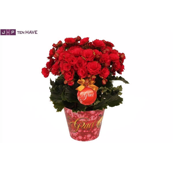 <h4>Winterbegonia ''Grace''rood in kerstcover 14cm</h4>