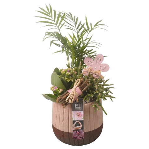 <h4>PTIB7067 Arrangementen kamerplanten</h4>