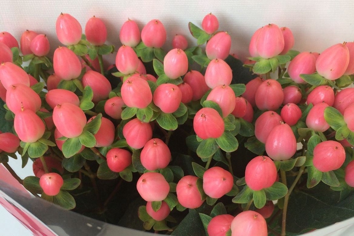 <h4>> Hypericum Sweet Romance ( Ethiopia )</h4>