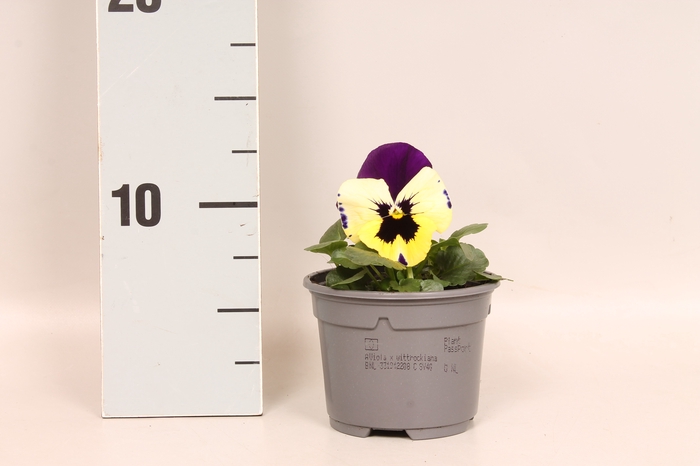 <h4>Viola wittrockiana F1 Yellow with purple wing</h4>