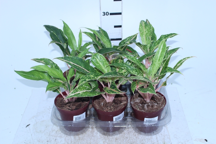 <h4>AGLAONEMA BUTTERFLY P12</h4>