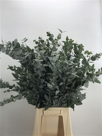 <h4>Euca Cinerea 300</h4>